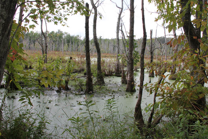 Swamp